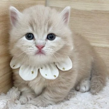 ミヌエット(短足)【愛知県・男の子・2025年5月6日・クリームタビー（ロングヘア）】の写真「7月2日~お迎え可能🍀管理番号422」