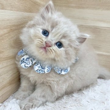 ミヌエット(長足)【愛知県・男の子・2025年8月3日・クリームタビー（ロングヘア）】の写真「9月29日~お迎え可能🍀管理番号787」