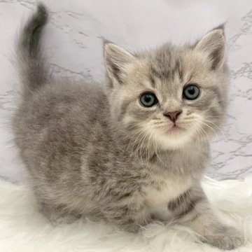 マンチカン(長足)【愛知県・男の子・2025年9月24日・ブルータビー(ショートヘア)】の写真「11月20日~お迎え可能🍀管理番号926」