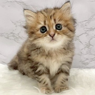 マンチカン(長足)【愛知県・女の子・2025年10月8日・ブラウンパッチドタビー（ロングヘア）】の写真「12月4日~お迎え可能🍀管理番号987」