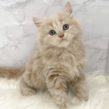 サイベリアン【愛知県・女の子・2026年2月6日・クリームタビー（ロングヘア）】の写真「4月4日~お迎え可能🍀管理番号71*」