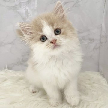 ミヌエット(長足)【愛知県・女の子・2025年10月6日・クリームタビー&ホワイト（ロングヘア）】の写真「12月2日~お迎え可能🍀管理番号110*」