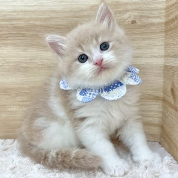 サイベリアン【愛知県・男の子・2025年5月26日・クリームタビー&ホワイト（ロングヘア）】の写真「7月22日~当日お迎え可能🌸管理番号540」