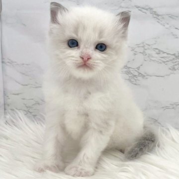 ラグドール【愛知県・男の子・2025年10月11日・ブルーポイントバイカラー（ロングヘア）】の写真「12月7日~お迎え可能🍀管理番号387°」