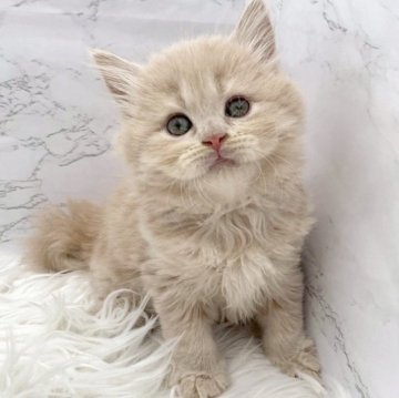 ミヌエット(長足)【愛知県・女の子・2025年11月8日・クリームタビー（ロングヘア）】の写真「1月4日~お迎え可能🍀管理番号446°」