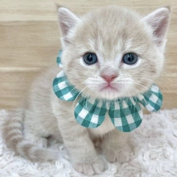 ミヌエット(長足)【愛知県・男の子・2025年6月4日・クリームタビー（ショートヘア）】の写真「7月31日~お迎え可能🍀管理番号569」