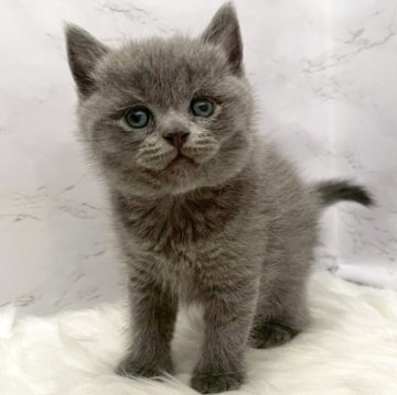 ブリティッシュショートヘア【愛知県・男の子・2025年11月4日・ブルー（ショートヘア）】の写真「12月31日~お迎え可能🍀管理番号1075」