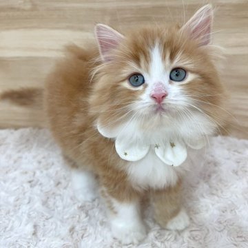 ミヌエット(長足)【愛知県・男の子・2025年2月19日・レッドタビー&ホワイト（ロングヘア）】の写真「4月17日~お迎え可能🍀管理番号190」