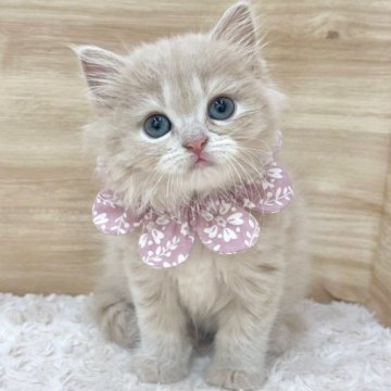 ミヌエット(長足)【愛知県・女の子・2025年6月7日・クリームタビー（ロングヘア）】の写真「8月3日~お迎え可能🍀管理番号575」