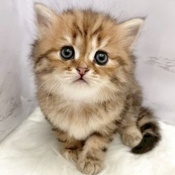 マンチカン(長足)【愛知県・女の子・2025年10月8日・ブラウンパッチドタビー（ロングヘア）】の写真「12月4日~お迎え可能🍀管理番号988」