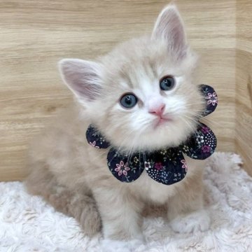 サイベリアン【愛知県・男の子・2025年5月26日・クリームタビー&ホワイト（ロングヘア）】の写真「7月22日~お迎え可能🍀管理番号542」