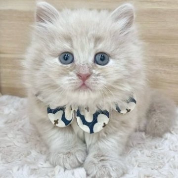 サイベリアン【愛知県・男の子・2025年7月31日・クリームタビー（ロングヘア）】の写真「9月26日~お迎え可能🍀管理番号785」