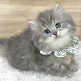 ミヌエット(短足)