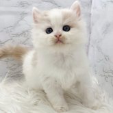 ミヌエット(長足)