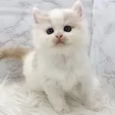 ミヌエット(長足)