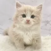 ミヌエット(長足)