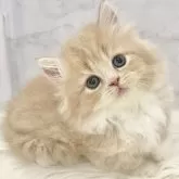 ミヌエット(短足)