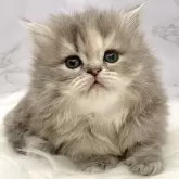 ミヌエット(短足)