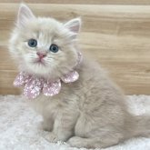 サイベリアン