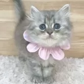 ミヌエット(長足)