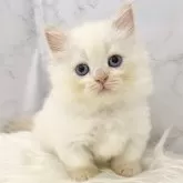 ミヌエット(短足)