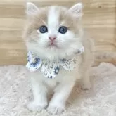 ミヌエット(長足)