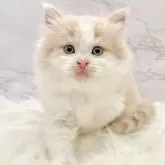 サイベリアン