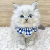 サイベリアン