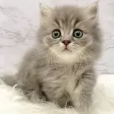 ミヌエット(短足)