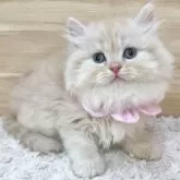ミヌエット(長足)