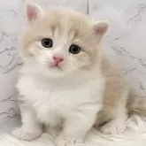 ミヌエット(短足)【愛知県・男の子・2025年11月8日・クリームタビー&ホワイト】の写真1