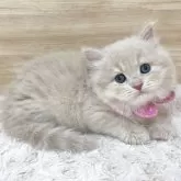 サイベリアン
