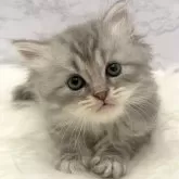 マンチカン(長足)