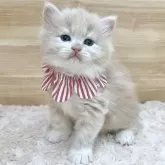 ミヌエット(長足)