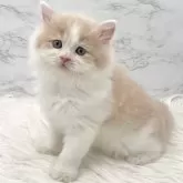 ミヌエット(長足)