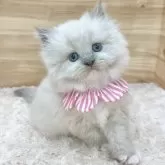サイベリアン