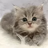 ミヌエット(短足)