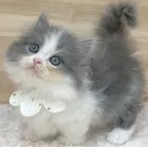 ミヌエット(短足)