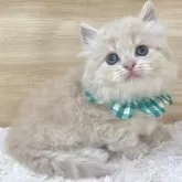 ミヌエット(短足)