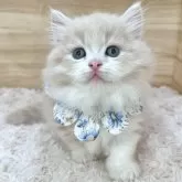 ミヌエット(短足)