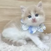 マンチカン(長足)
