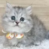 マンチカン(短足)