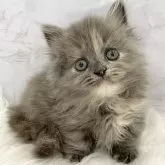 ミヌエット(短足)【愛知県・女の子・2025年10月27日・ブルーパッチドタビー】の写真1