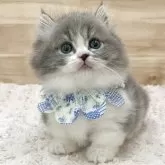 ミヌエット(短足)