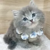 サイベリアン
