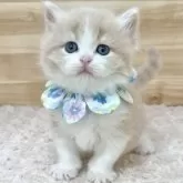 ミヌエット(長足)