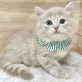 サイベリアン