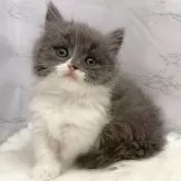 マンチカン(長足)