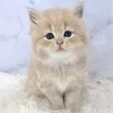 ミヌエット(長足)