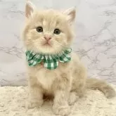 サイベリアン